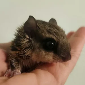 Baby male flying squirrel
