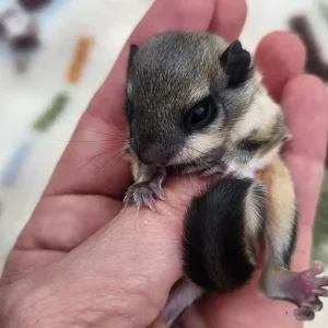 Multicolored baby flying squirrel, male