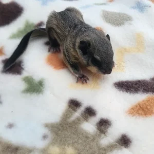 Multicolored baby flying squirrel, male
