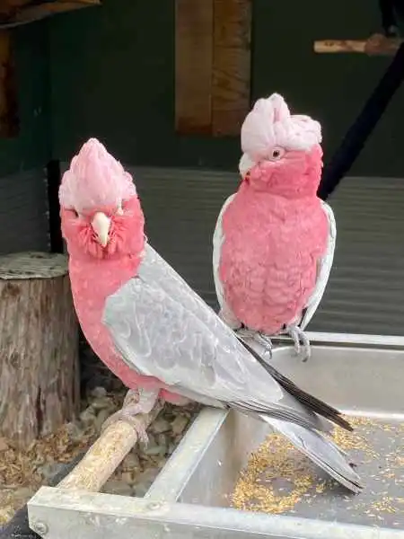 Older galah couple Older galah couple
