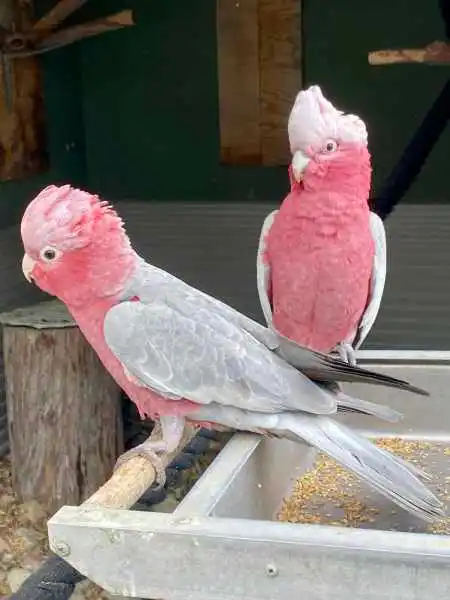Older galah couple Older galah couple