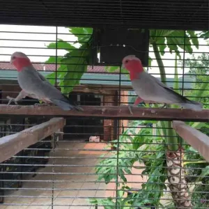 7-month-old male and female galah