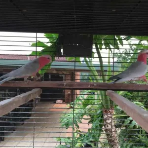 7-month-old male and female galah
