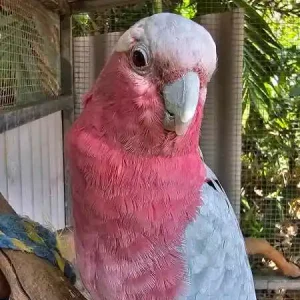 8 months old, galah pair
