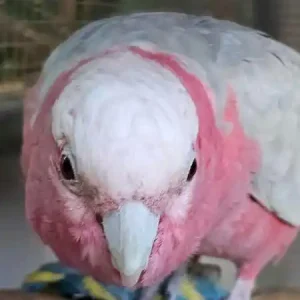 8 months old, galah pair