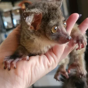 10-week-old female Galago