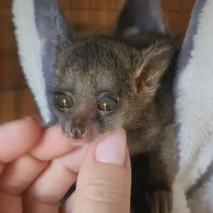 10-week-old female Galago