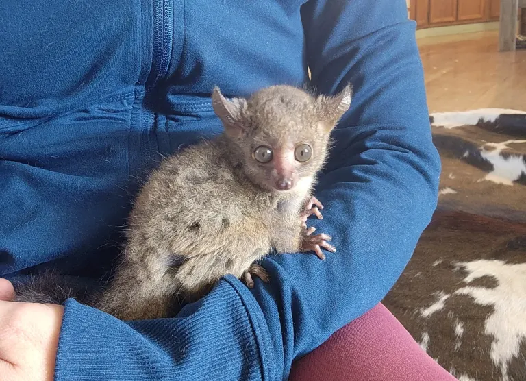 2-month-old male Galago 2-month-old male Galago