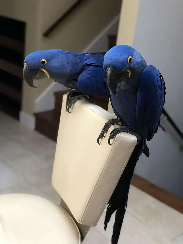 Hyacinth Macaws for sale, 11 months old Hyacinth Macaws for sale, 11 months old