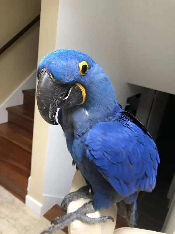 Hyacinth Macaws for sale, 11 months old Hyacinth Macaws for sale, 11 months old