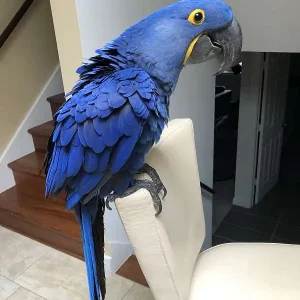 Hyacinth Macaws for sale, 11 months old