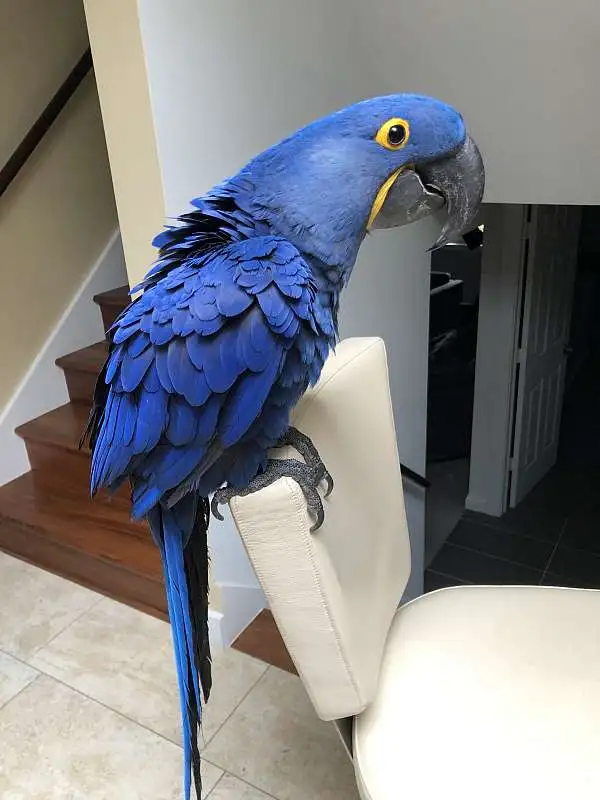 Hyacinth Macaws for sale, 11 months old Hyacinth Macaws for sale, 11 months old