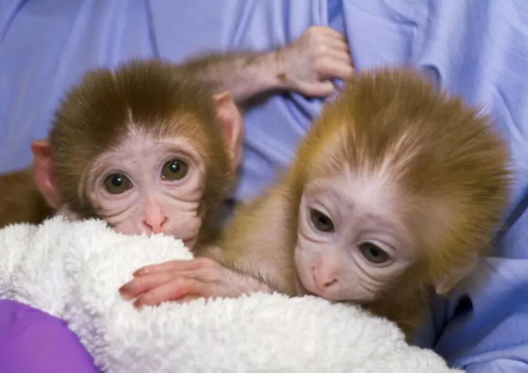2-month-old macaque pair, male and female 2-month-old macaque pair, male and female
