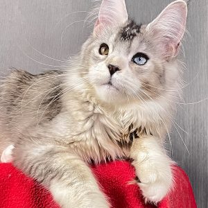 XXL Maine Coon Kitten with pedigree – 4 months old female