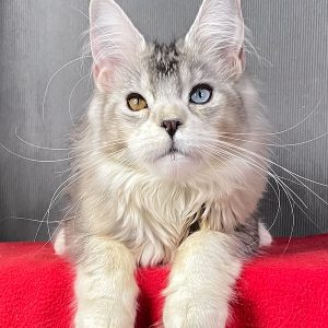 XXL Maine Coon Kitten with pedigree – 4 months old female