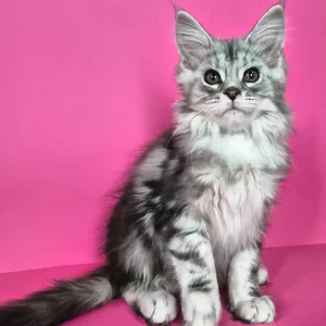 Adorable Maine Coon Kitten – 3 months old, male