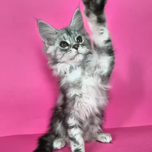 Adorable Maine Coon Kitten – 3 months old, male