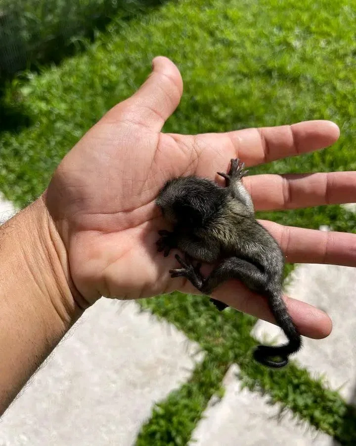 2-month-old male marmoset 2-month-old male marmoset
