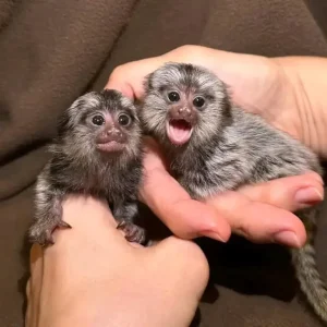 2-month-old finger monkey pair, male and female