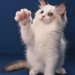 Adorable 3-month-old Ragdoll cat – male