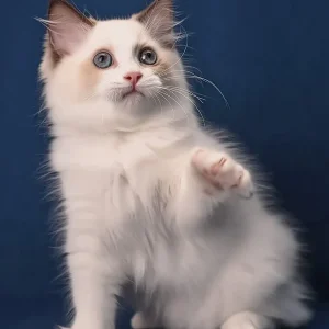 Adorable 3-month-old Ragdoll cat – male