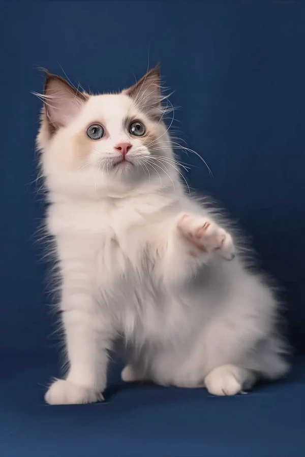 Adorable 3-month-old Ragdoll cat – male Adorable 3-month-old Ragdoll cat – male