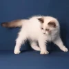 Adorable 3-month-old Ragdoll cat – male