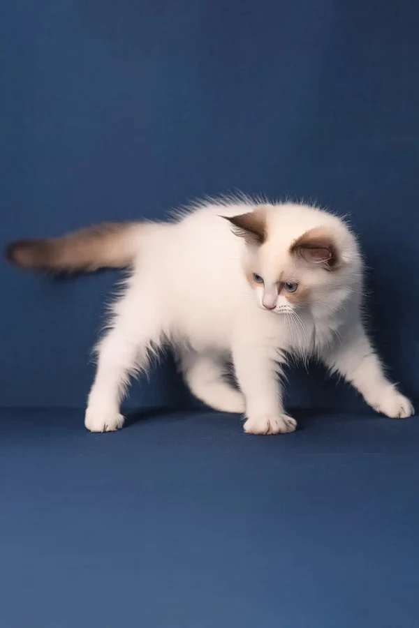 Adorable 3-month-old Ragdoll cat – male Adorable 3-month-old Ragdoll cat – male