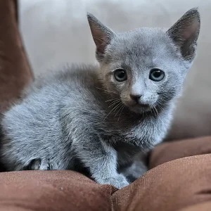 Russian Blue cat, male – 3 months old