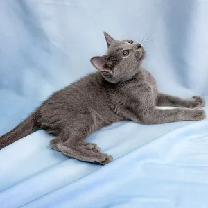 4-month-old cat, Russian Blue