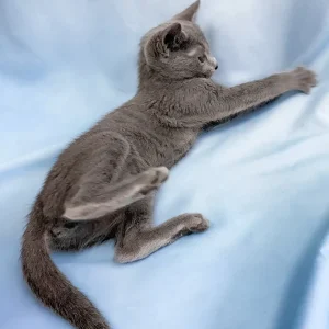 4-month-old cat, Russian Blue