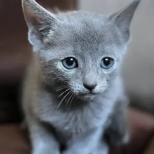Russian Blue cat, male – 3 months old