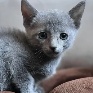 Russian Blue cat, male – 3 months old