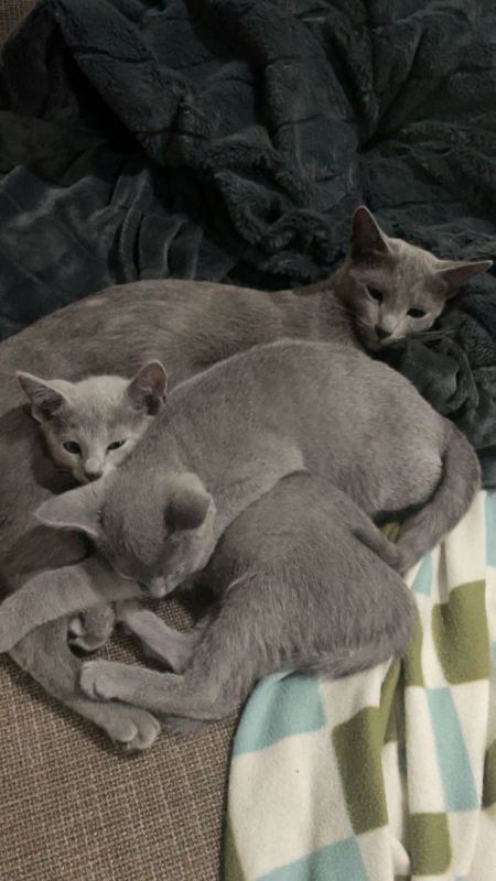 Russian Blue Kittens available, 10 weeks old Russian Blue Kittens available, 10 weeks old