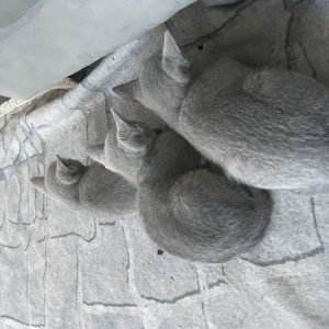 Russian Blue Kittens available, 10 weeks old