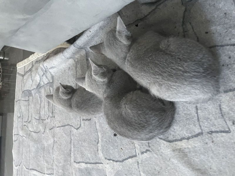 Russian Blue Kittens available, 10 weeks old Russian Blue Kittens available, 10 weeks old