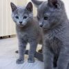 Russian Blue cat pair, 4 months old (male & female)