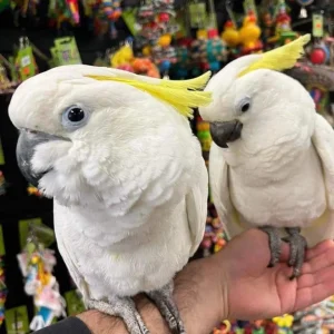 Sulphur-crested Cockatoo pair, 7 months old, male and female