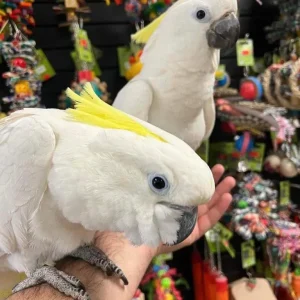 Sulphur-crested Cockatoo pair, 7 months old, male and female