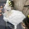 Sulphur-crested Cockatoo baby for sale, 2 months old
