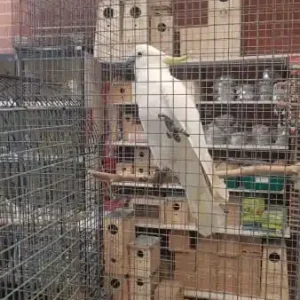 Sulphur-crested Cockatoo for sale, 11 months old