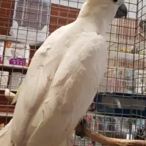 Sulphur-crested Cockatoo for sale, 11 months old