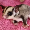8-month-old female sugar glider