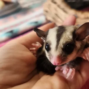 8-month-old female sugar glider