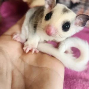 Under 1 year old sugar glider, male