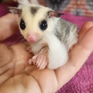 Under 1 year old sugar glider, male