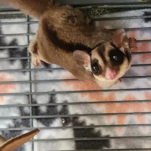 male 9 months old sugar glider
