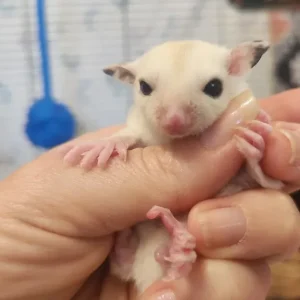 Male, under 1 year old sugar glider