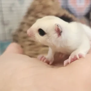 Male, under 1 year old sugar glider