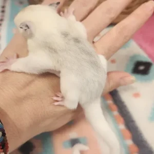 Male, under 1 year old sugar glider